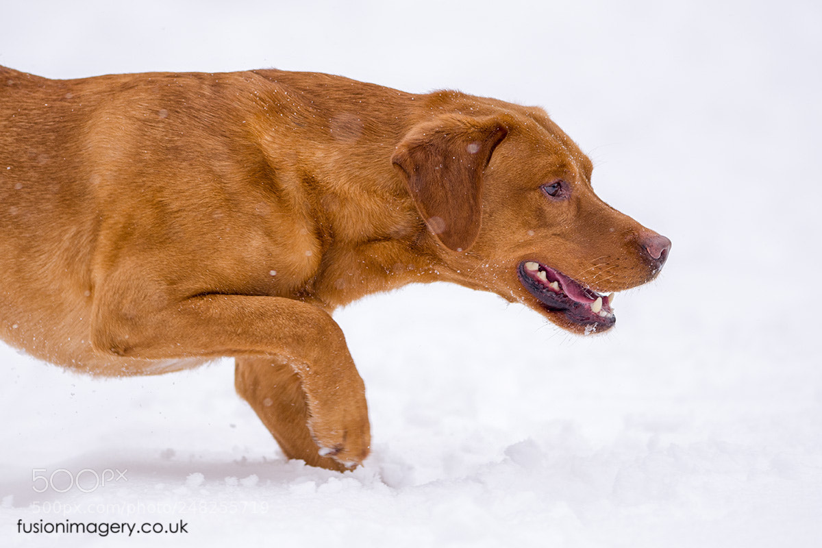 Nikon D850 sample photo. The hunter photography