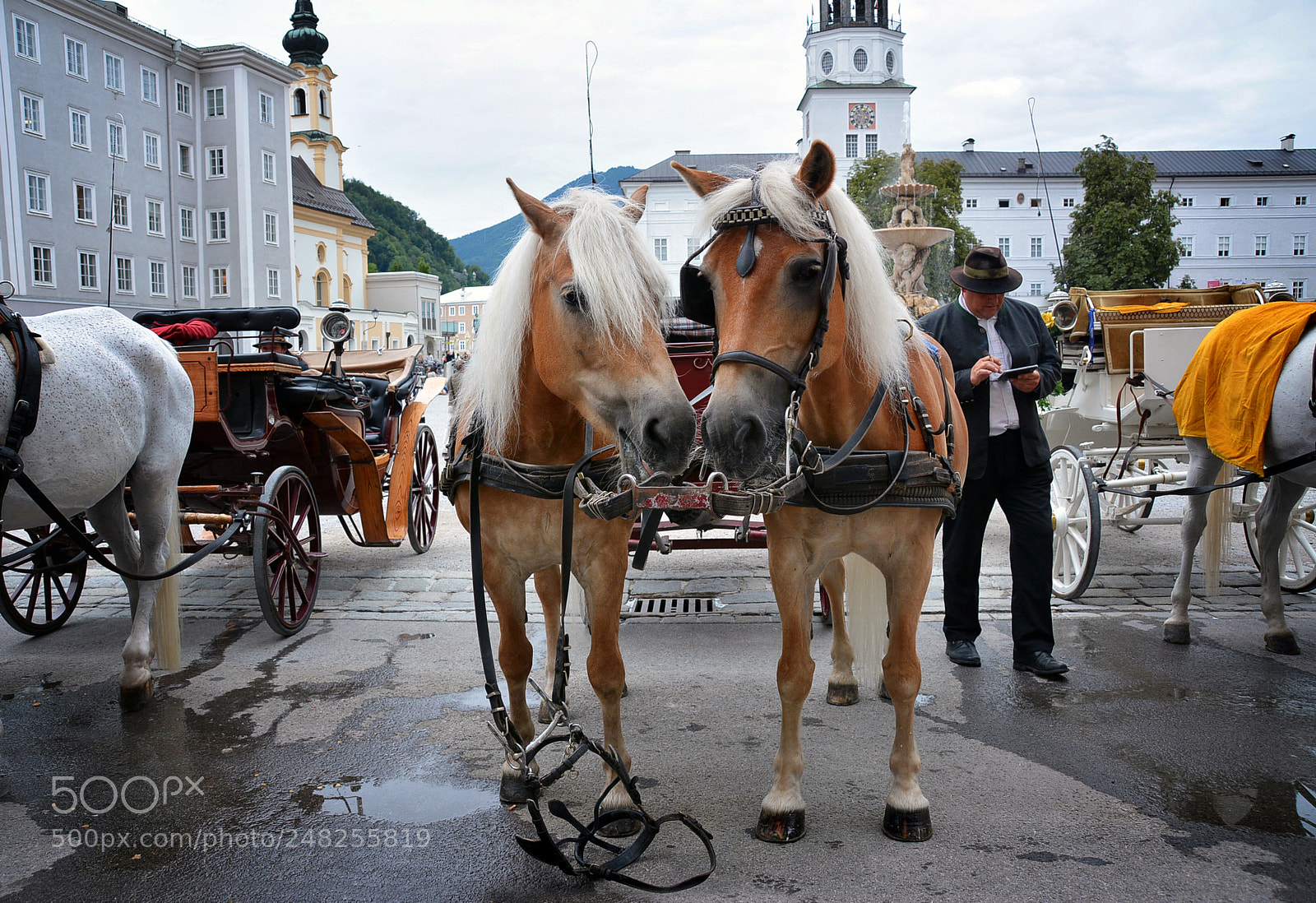 Nikon D7100 sample photo. The horses of sulzburg  (3) photography