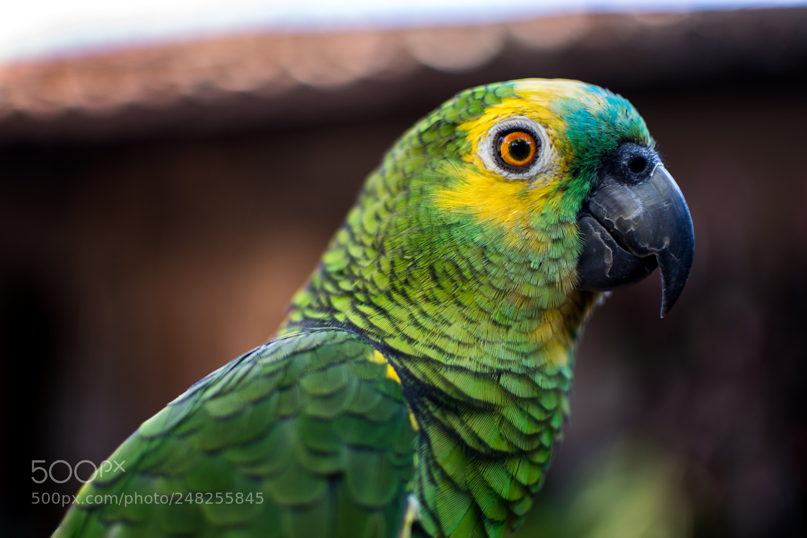 Nikon D5300 sample photo. Parrot photography