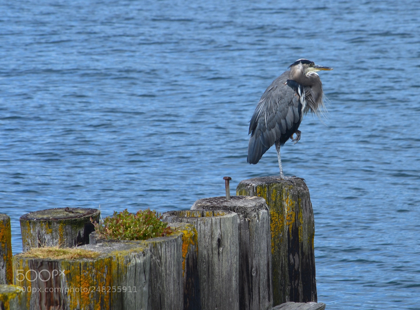 Nikon D5100 sample photo. Great blue heron photography