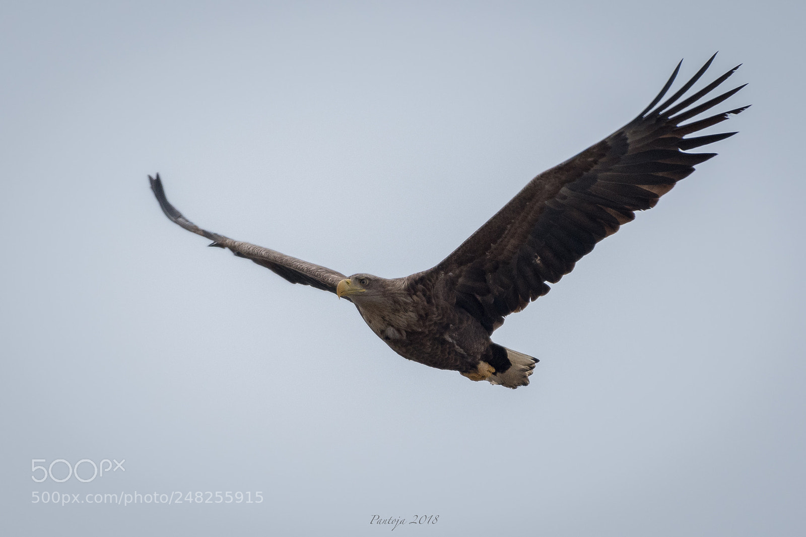 Nikon D500 sample photo. White tailed eagle photography