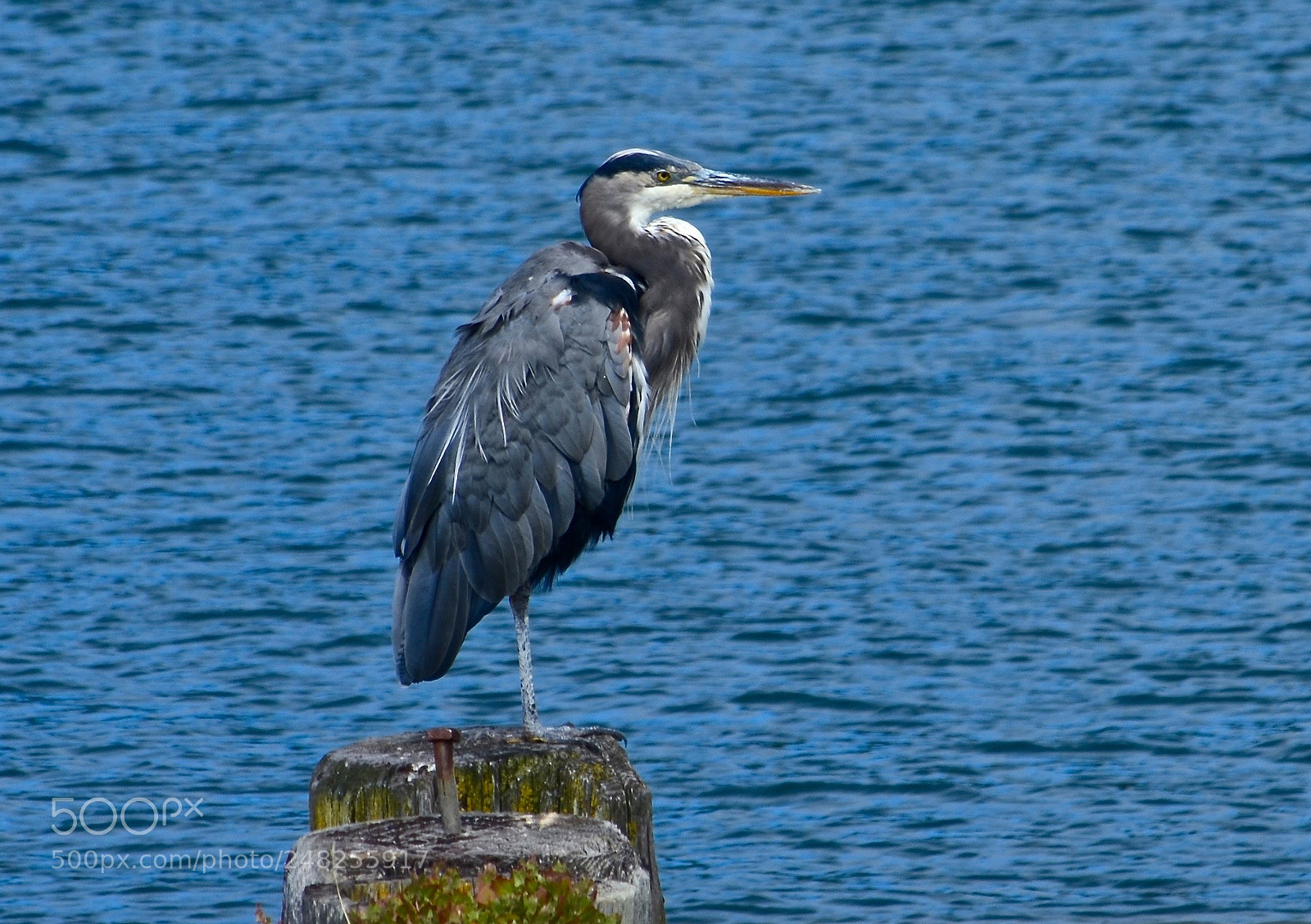 Nikon D5100 sample photo. Advice from a great photography
