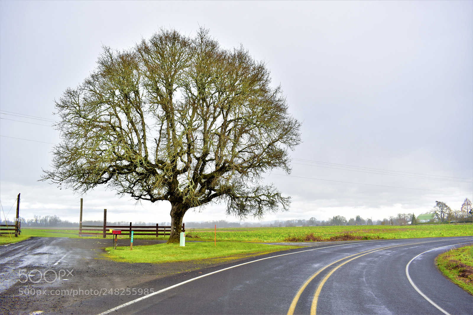 Nikon D5500 sample photo. Dead nature photography
