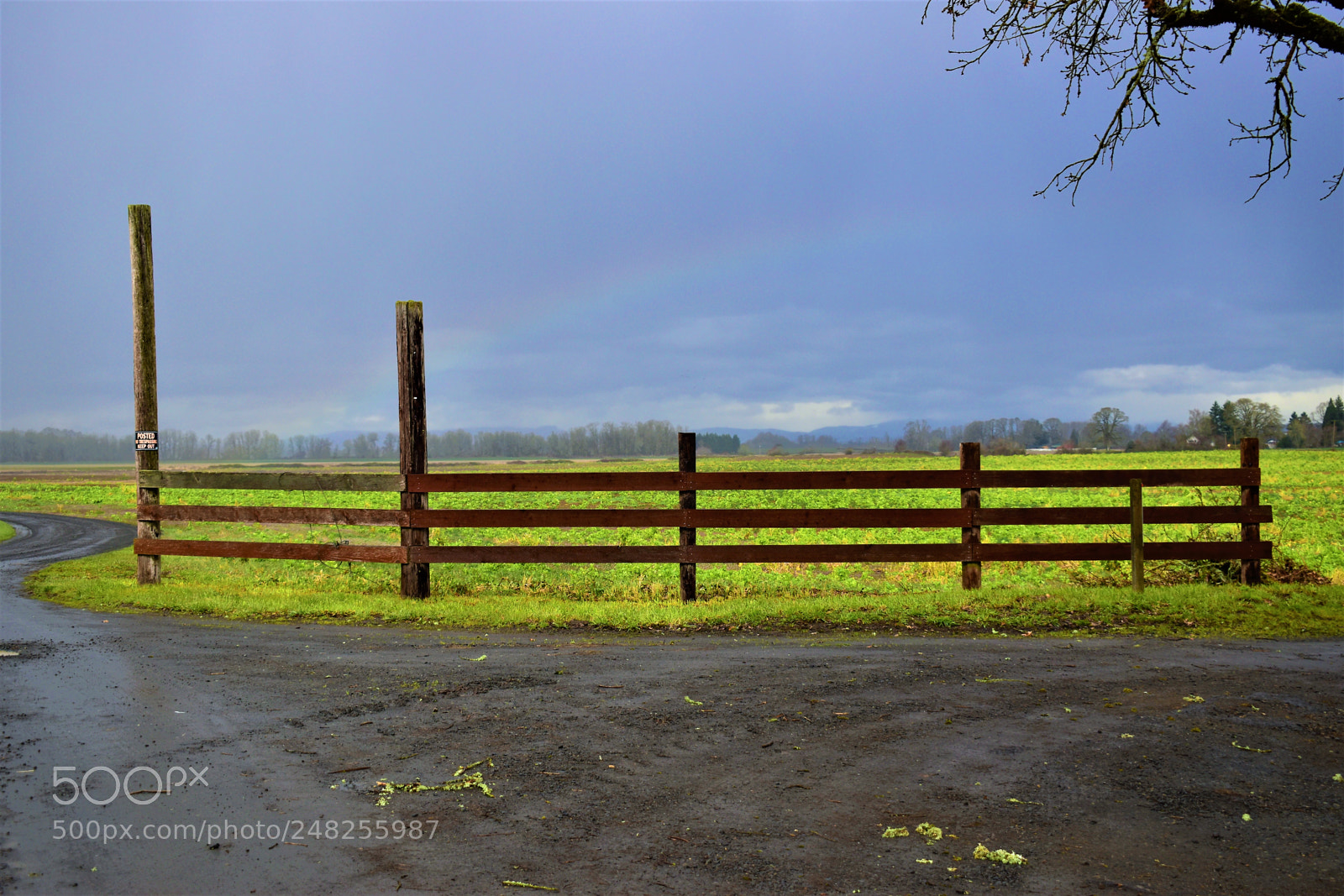 Nikon D5500 sample photo. Dead nature photography