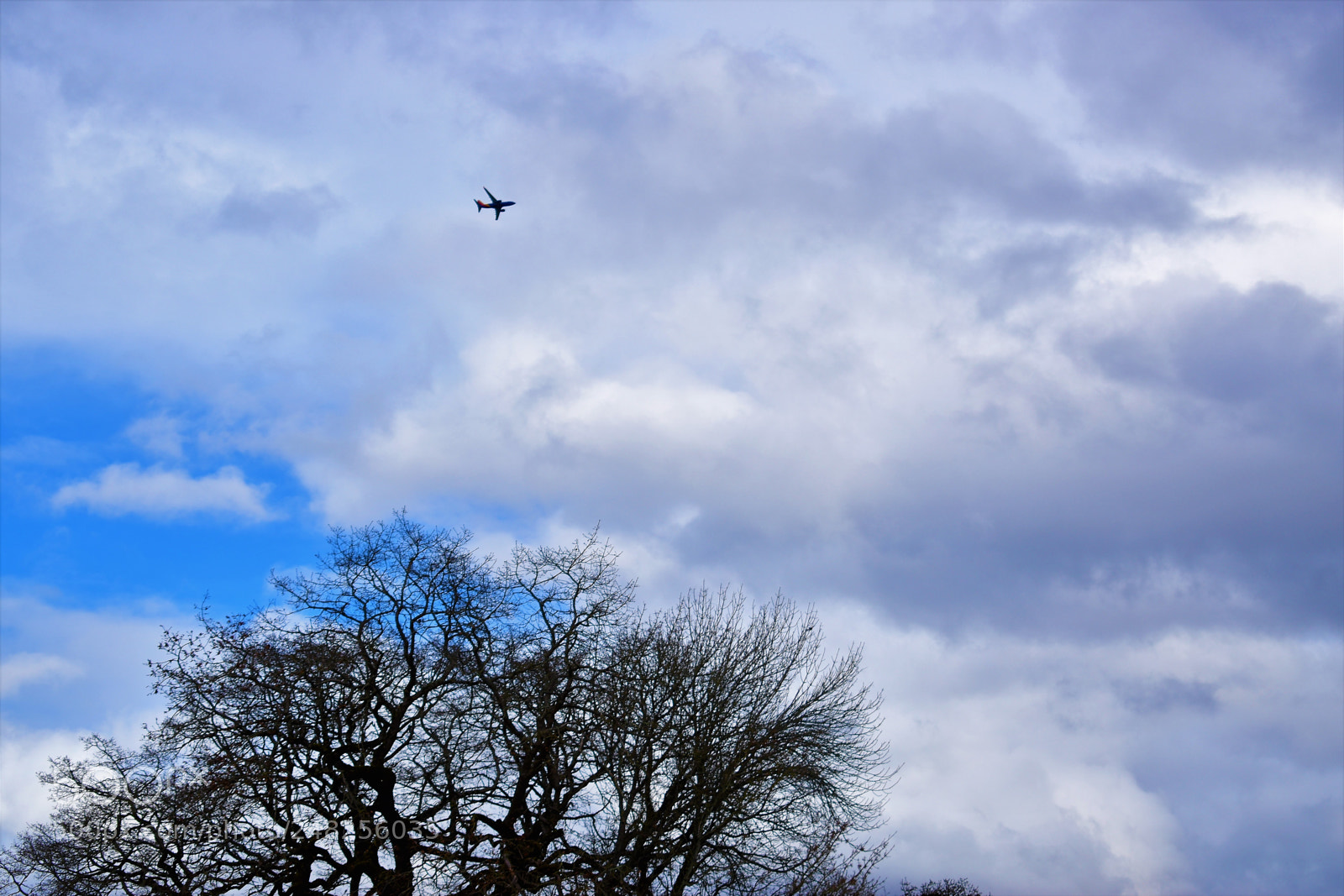 Nikon D5500 sample photo. Dead nature photography