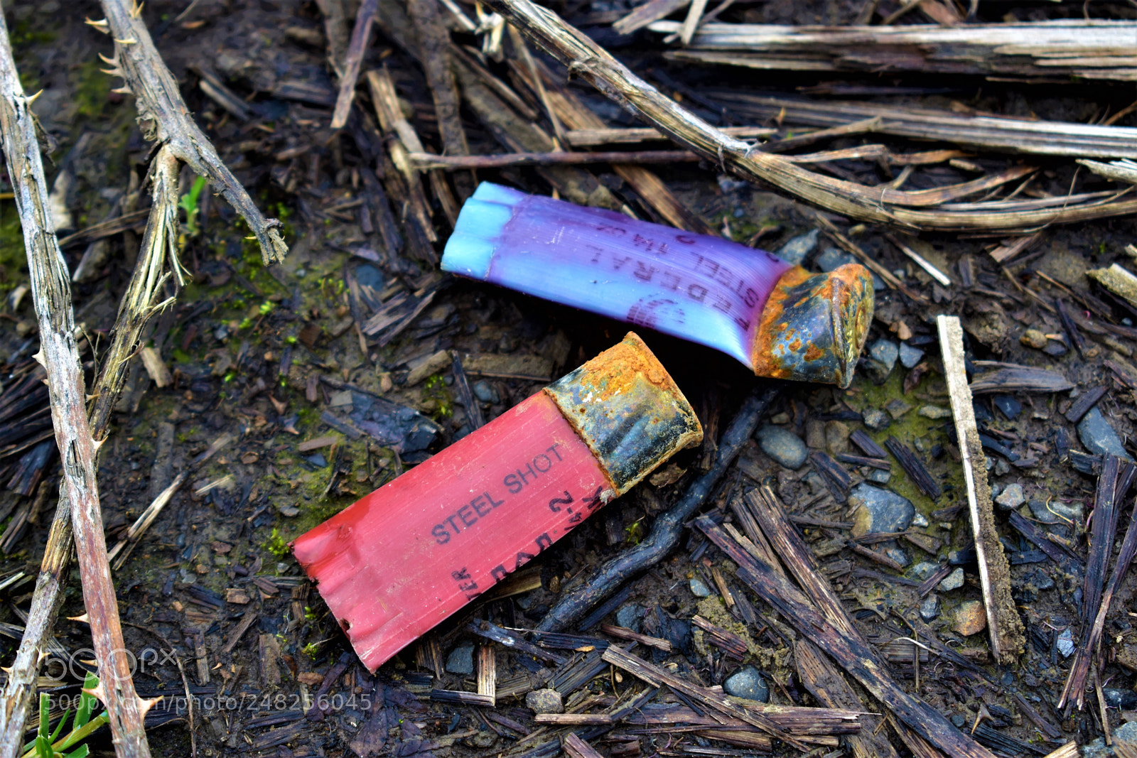 Nikon D5500 sample photo. Dead nature photography
