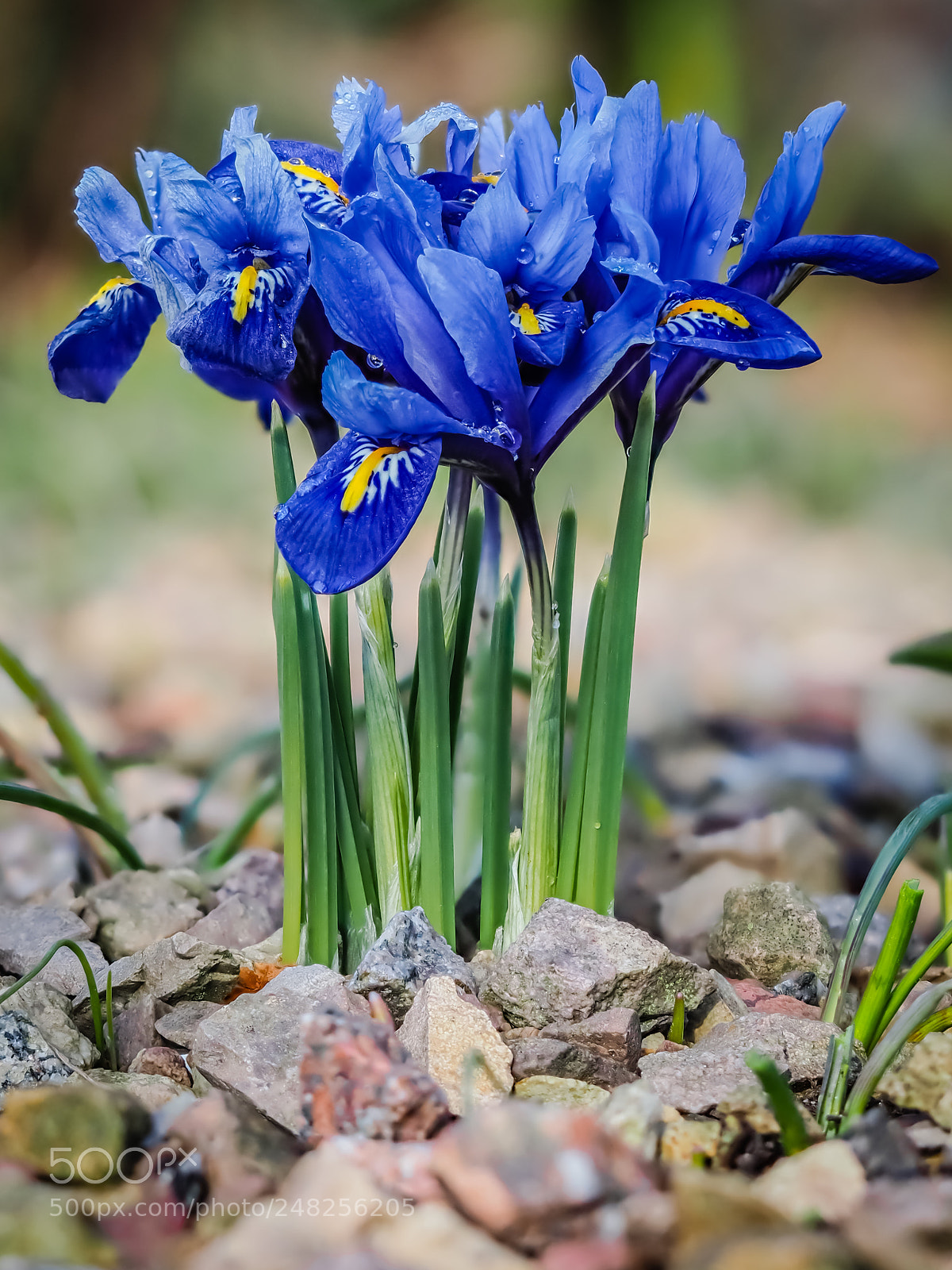 Olympus OM-D E-M1 Mark II sample photo. Hermannshof 2018 #4 photography