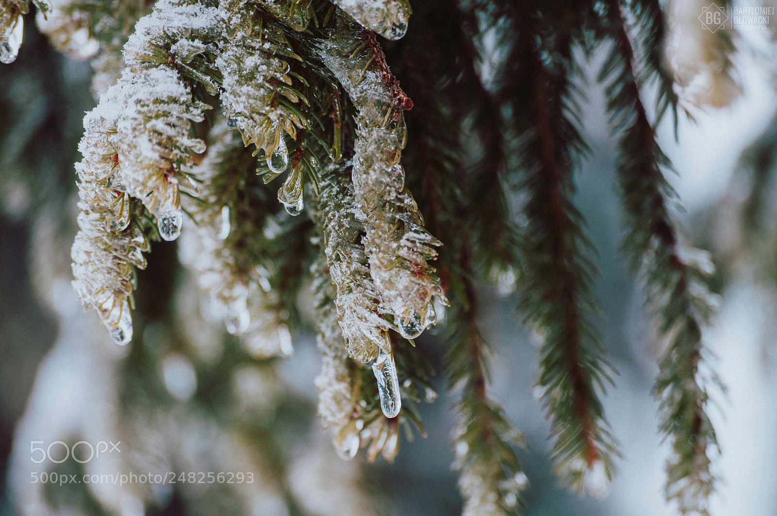 Nikon D5000 sample photo. Beautiful frost photography