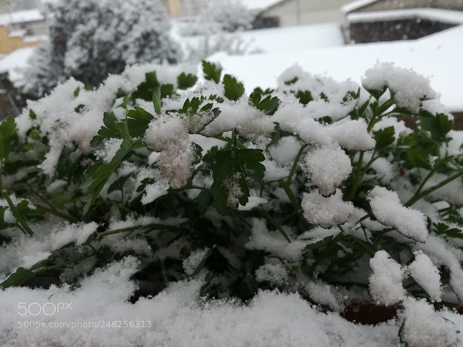 HUAWEI P9 LITE sample photo. Snow. photography