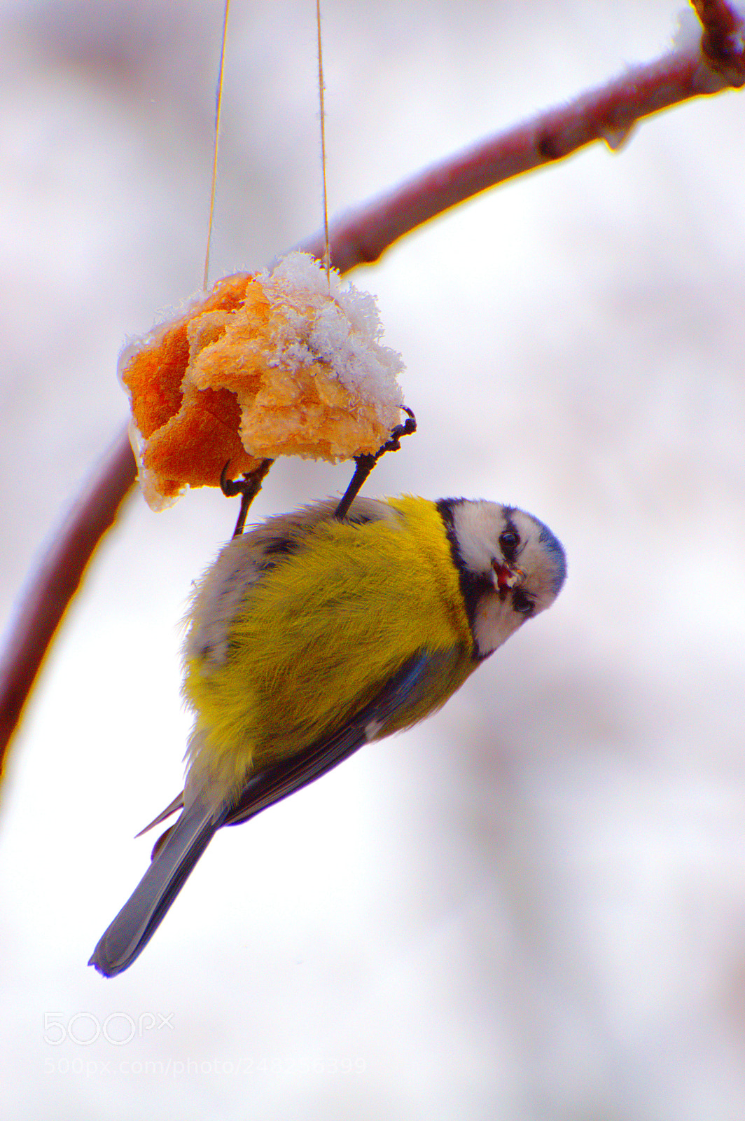 Nikon D3200 sample photo. Free as a bird photography