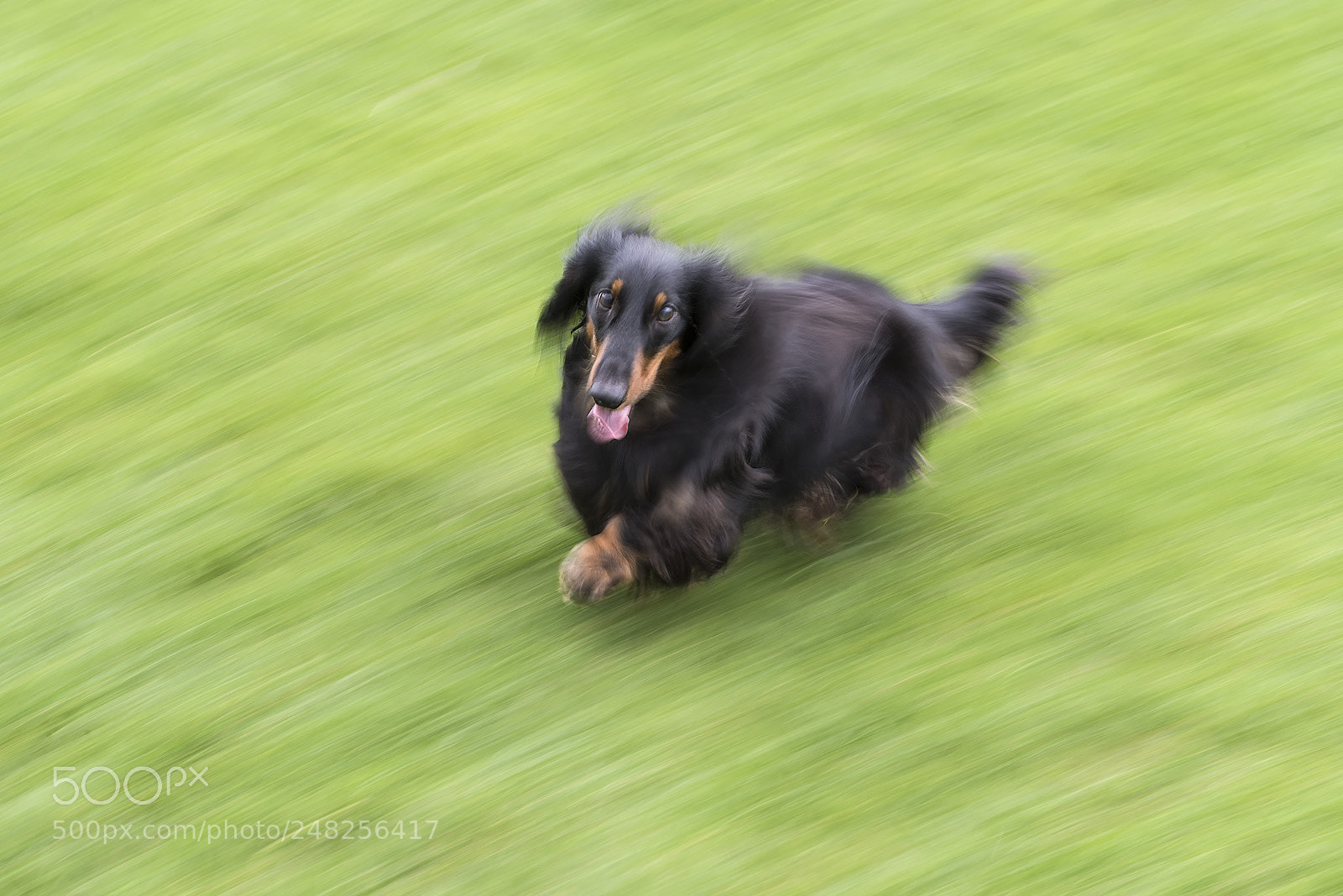 Nikon D810 sample photo. A happy day photography