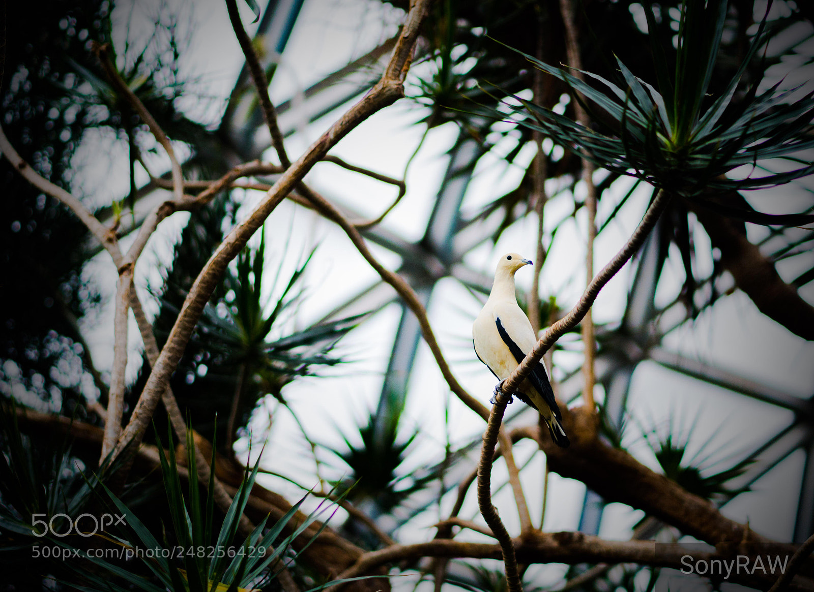 Sony a6500 sample photo. Bird watch photography