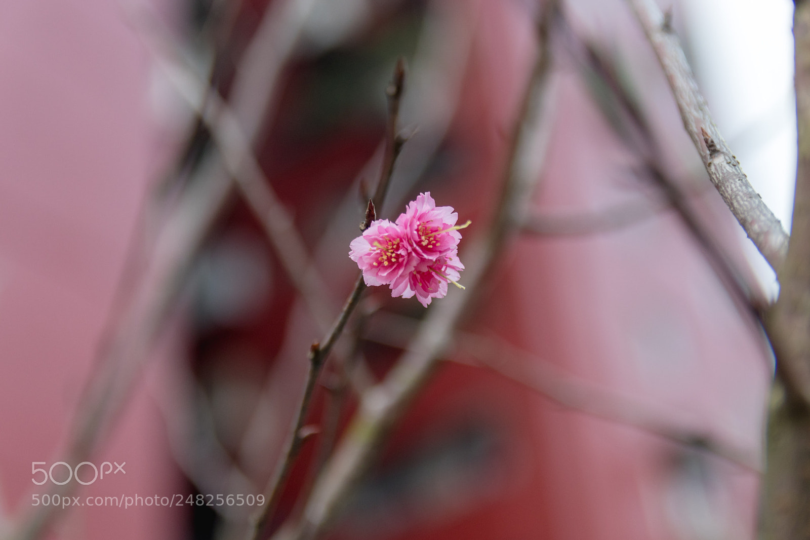 Canon EOS 80D sample photo. *** photography