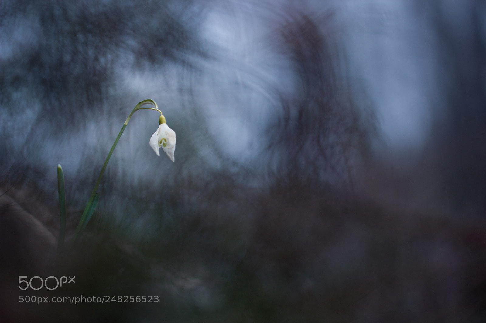 Canon EOS 600D (Rebel EOS T3i / EOS Kiss X5) sample photo. Perce-neige photography