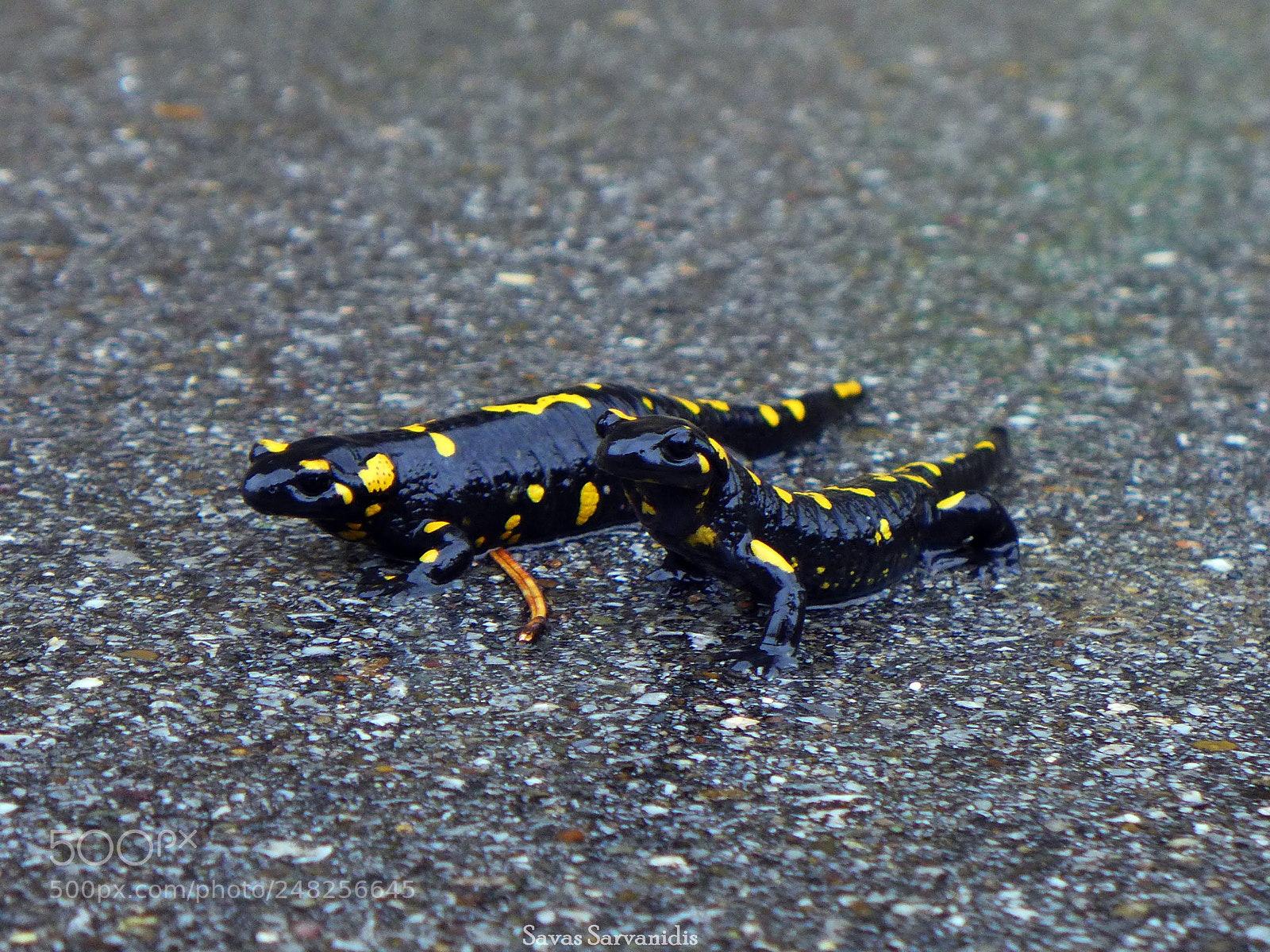 Panasonic Lumix DMC-LX7 sample photo. Salamander photography