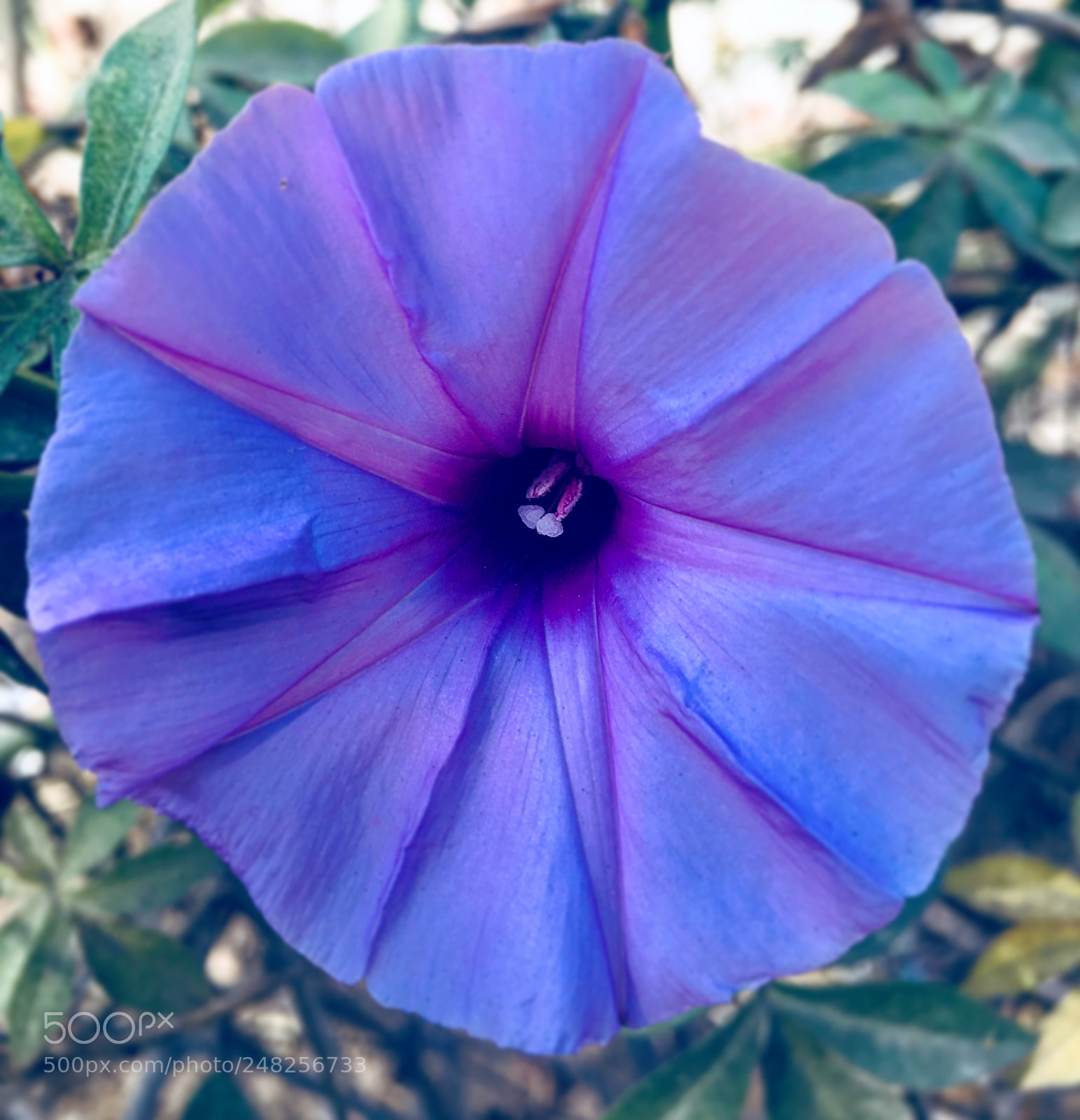 Apple iPhone 6s Plus sample photo. Untitled photography
