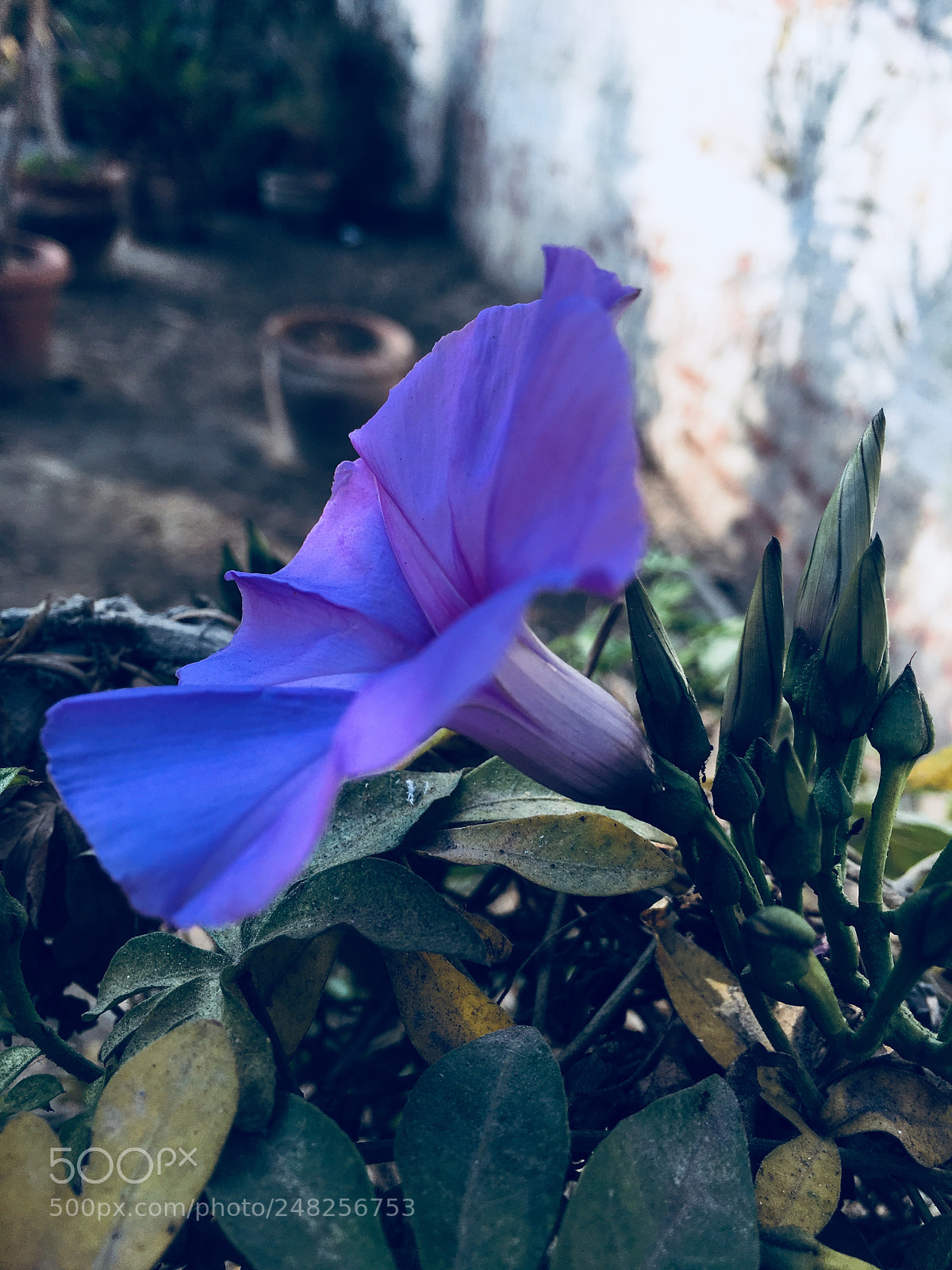 Apple iPhone 6s Plus sample photo. Untitled photography
