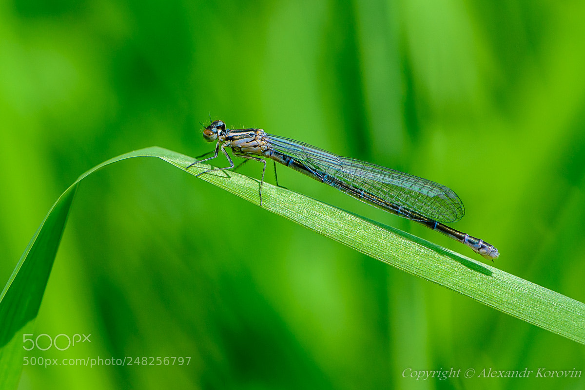 Nikon D610 sample photo. ... photography