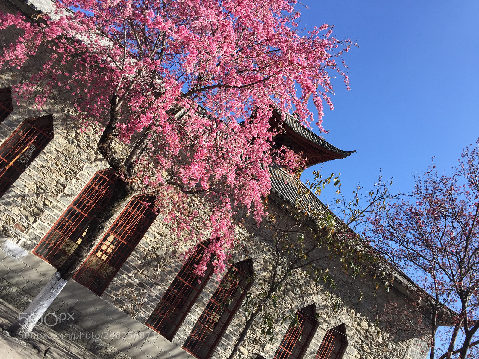 Apple iPhone 6 sample photo. 教堂&樱花 photography