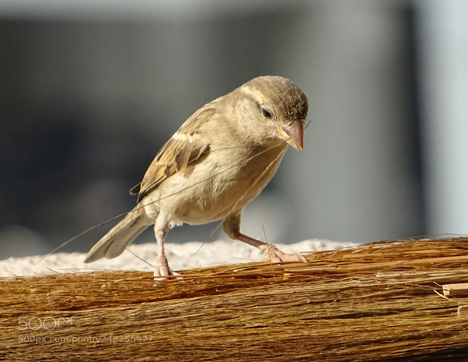 Sony DSC-HX60V sample photo. Sparrow photography