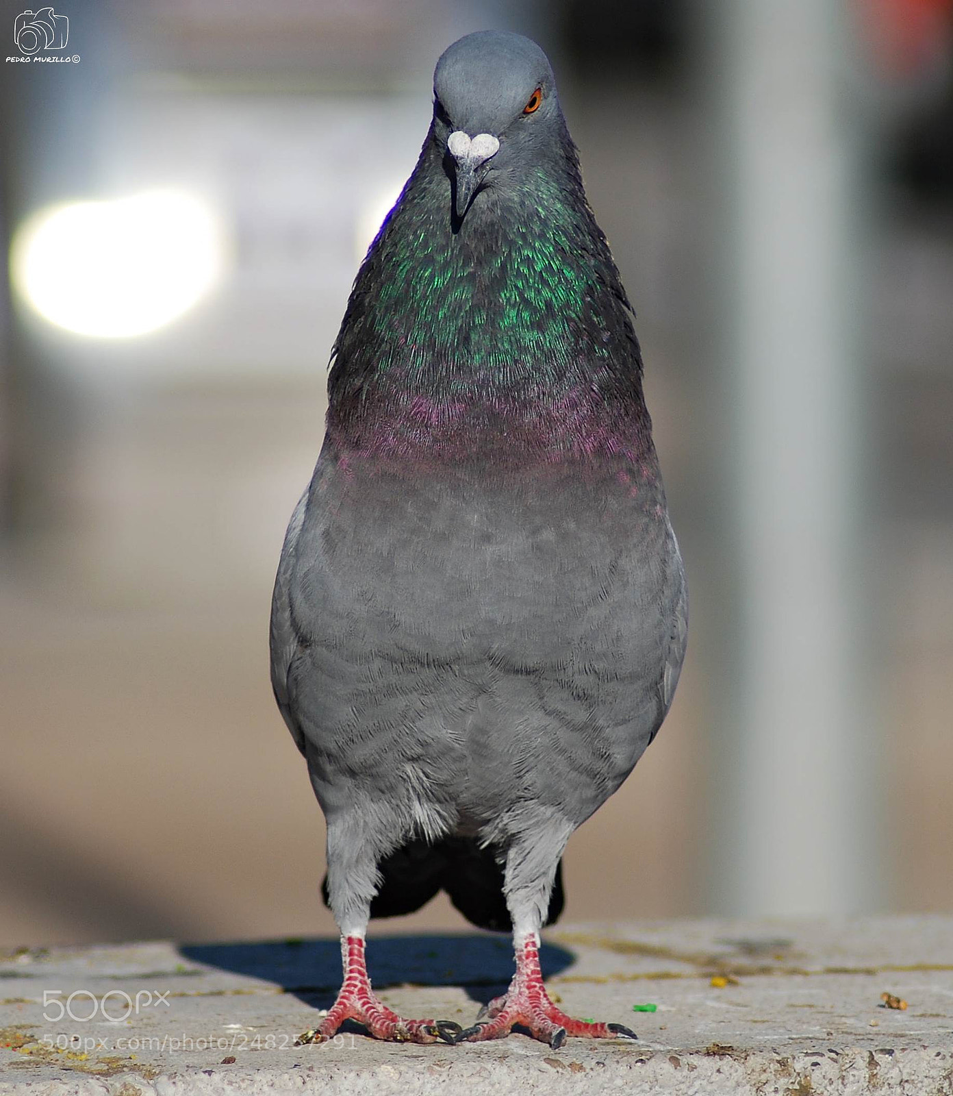 Nikon D60 sample photo. Untitled photography