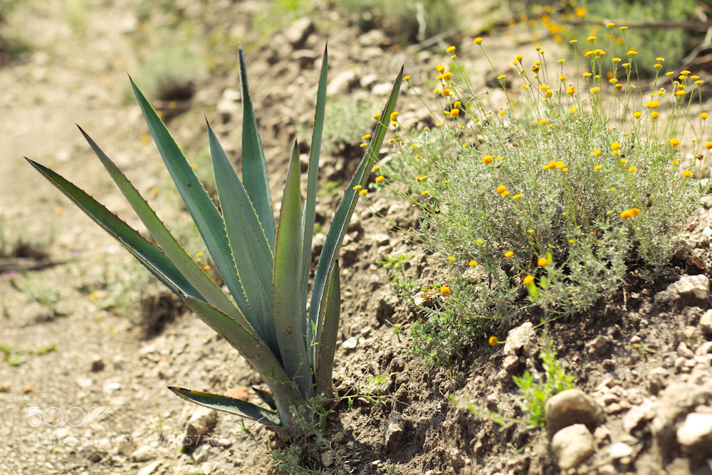 Canon EOS 60D sample photo. Tequila photography