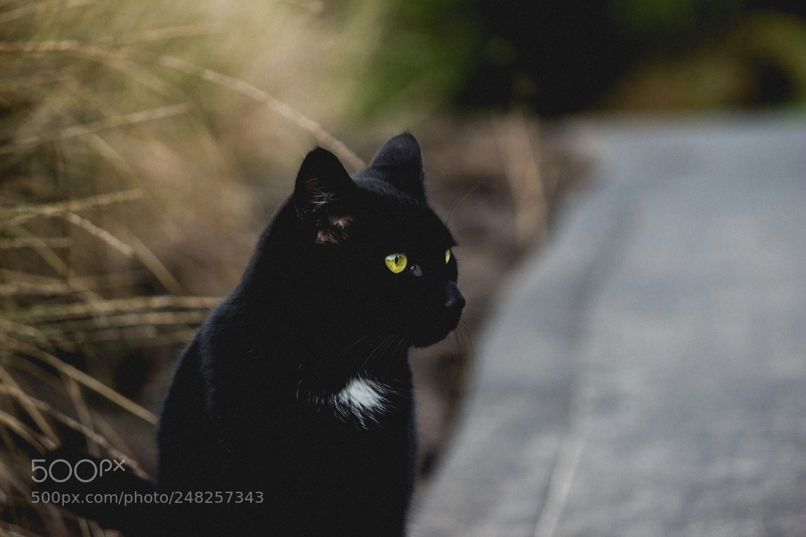 Canon EOS 600D (Rebel EOS T3i / EOS Kiss X5) sample photo. Big black cat photography