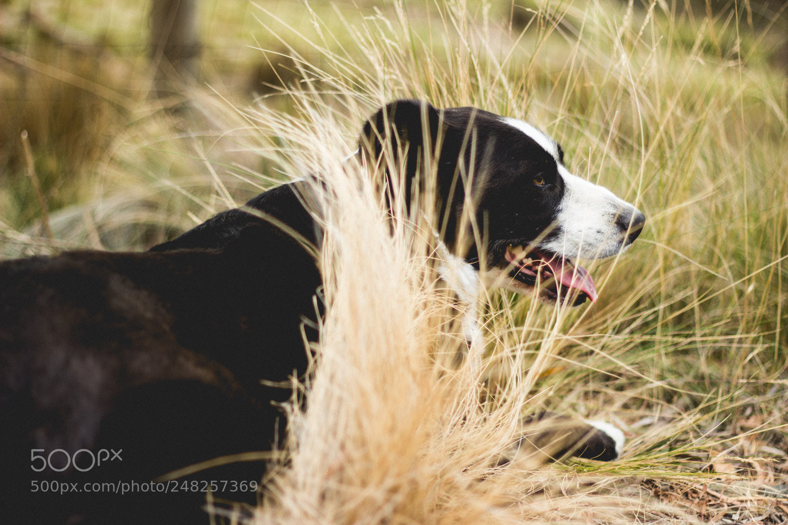 Canon EOS 600D (Rebel EOS T3i / EOS Kiss X5) sample photo. Diesel the dog photography