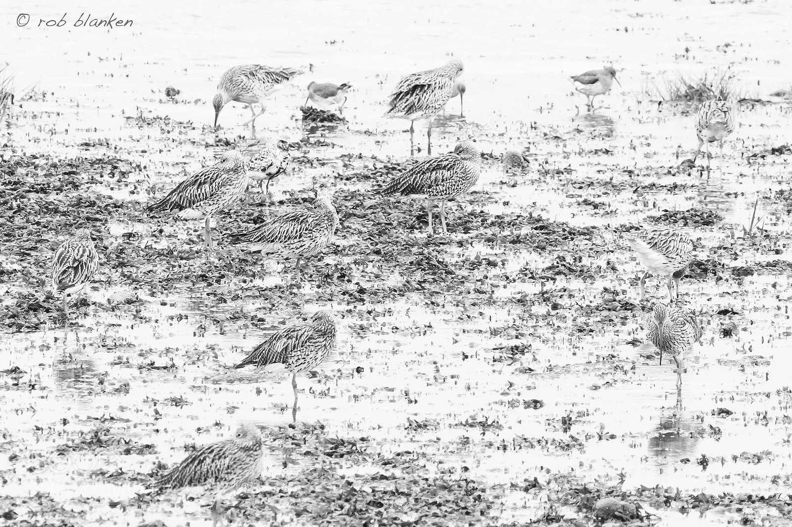 Nikon D500 sample photo. Ghostbirds (2) photography