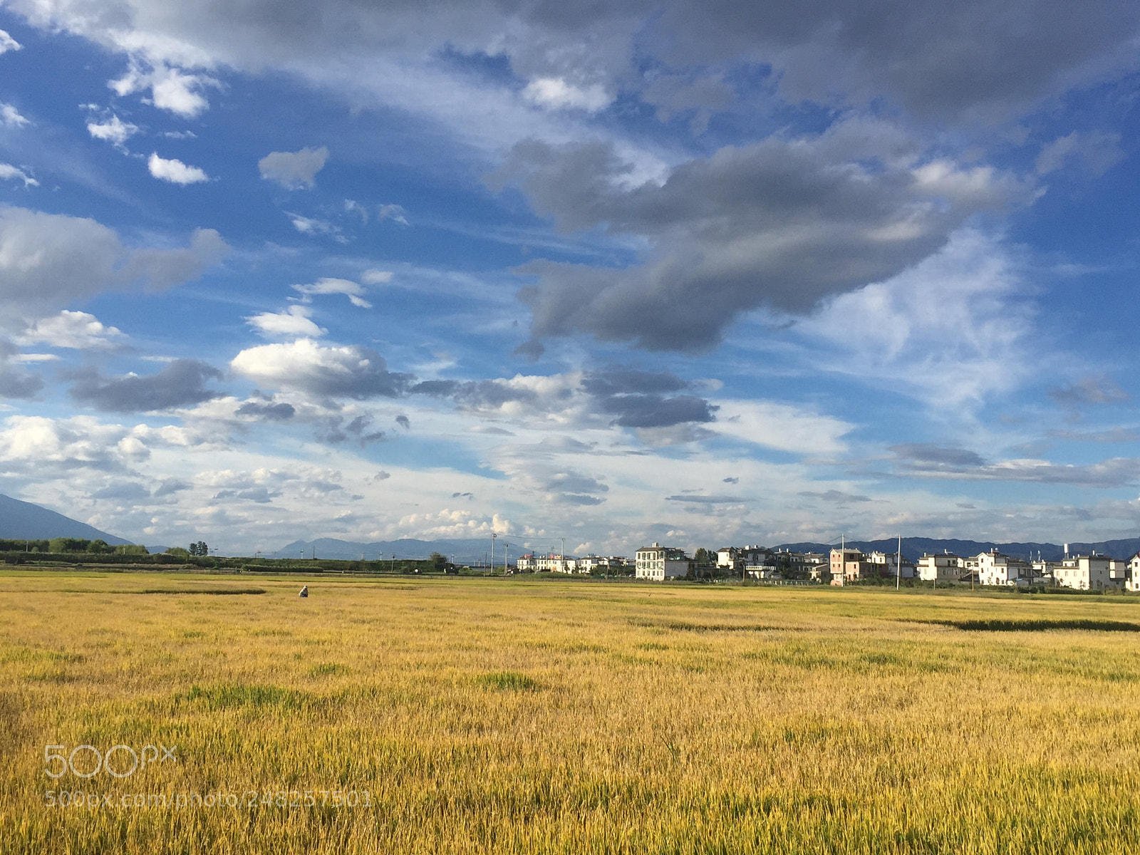 Apple iPhone 6 sample photo. 稻田 photography
