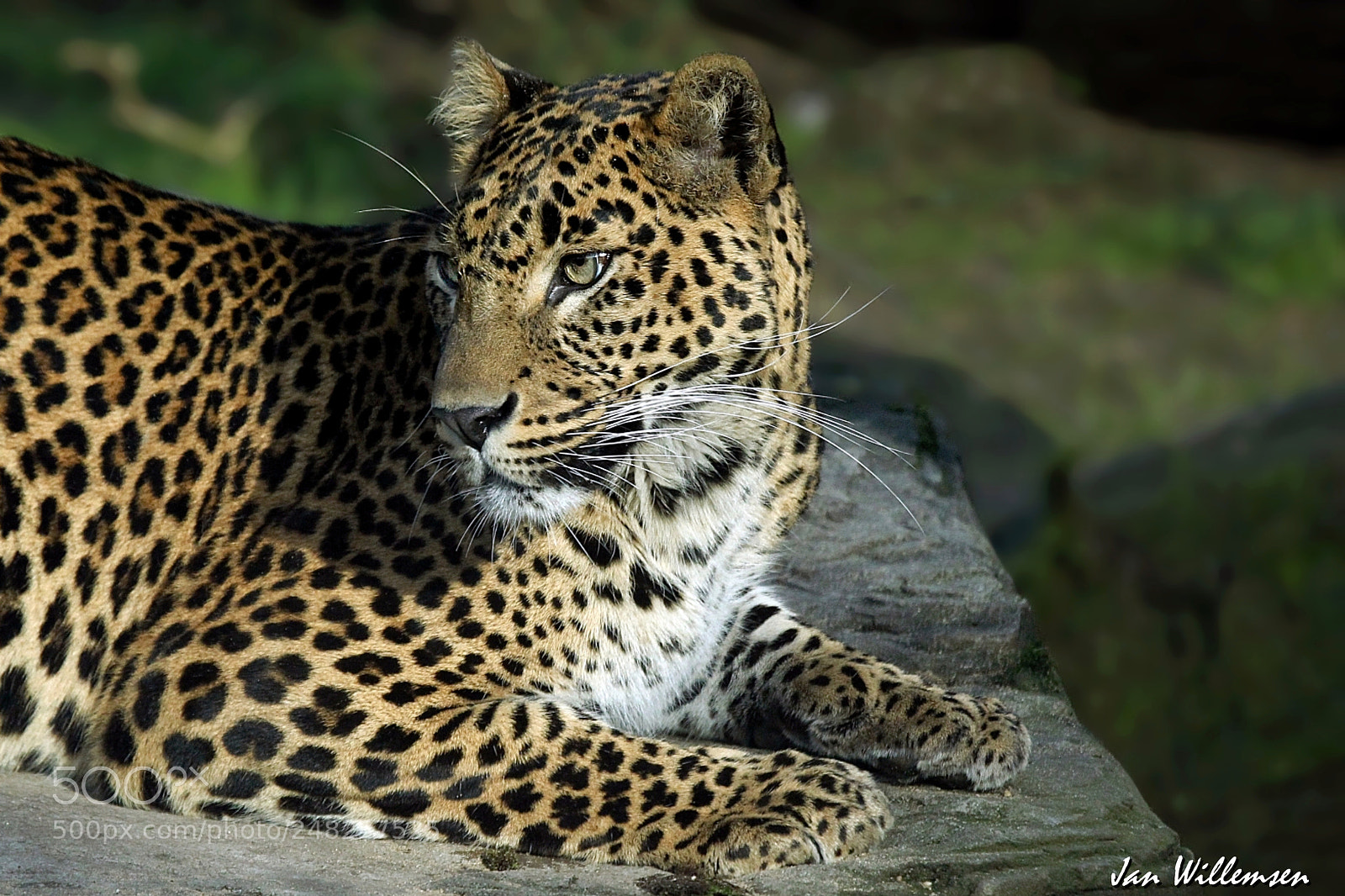 Canon EOS-1D Mark IV sample photo. Sri lankan leopard photography