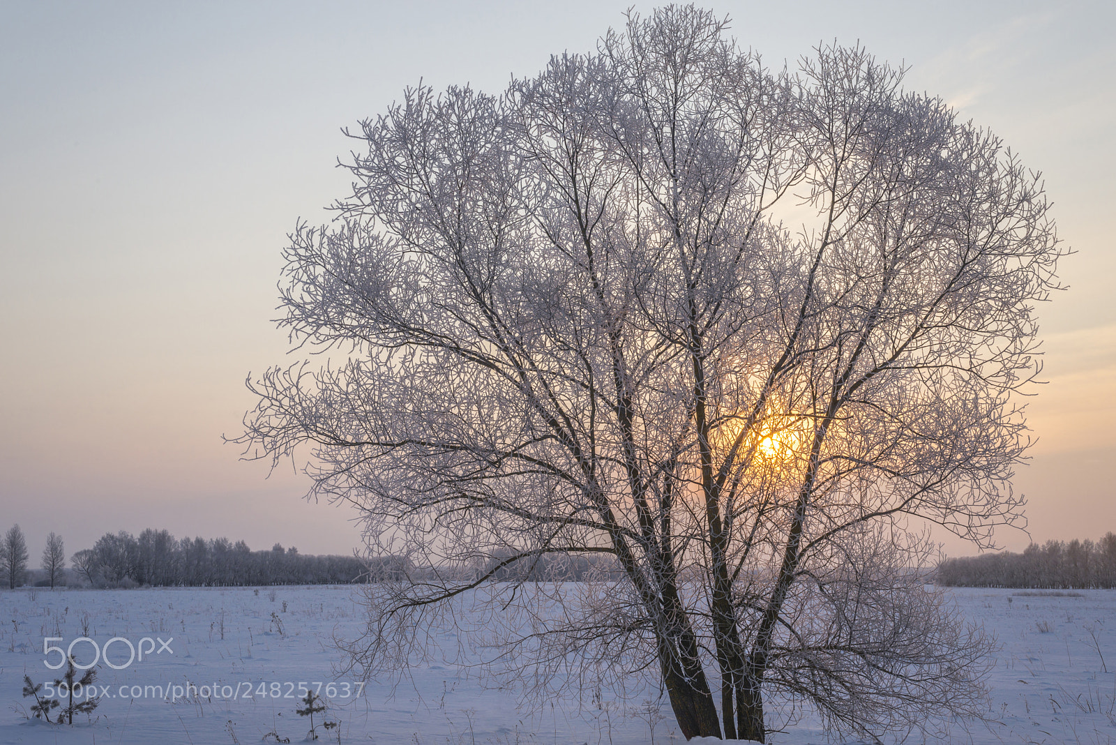 Nikon D610 sample photo. Winter tree on the photography