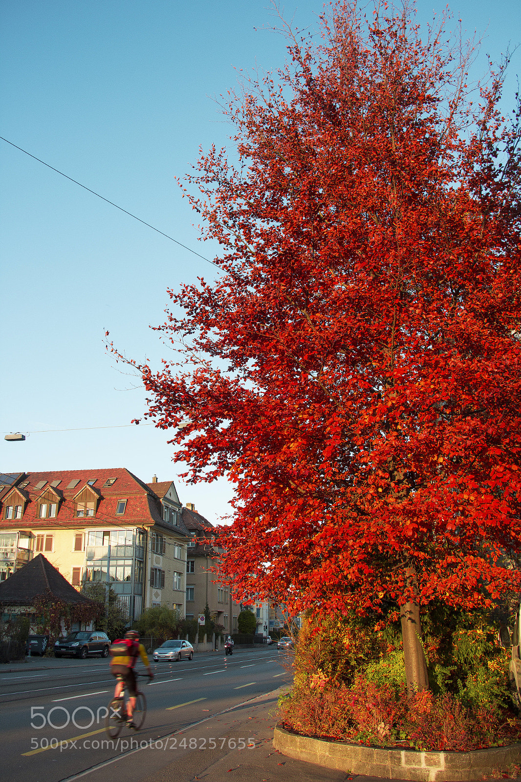 Canon EOS 60D sample photo. Red tree photography