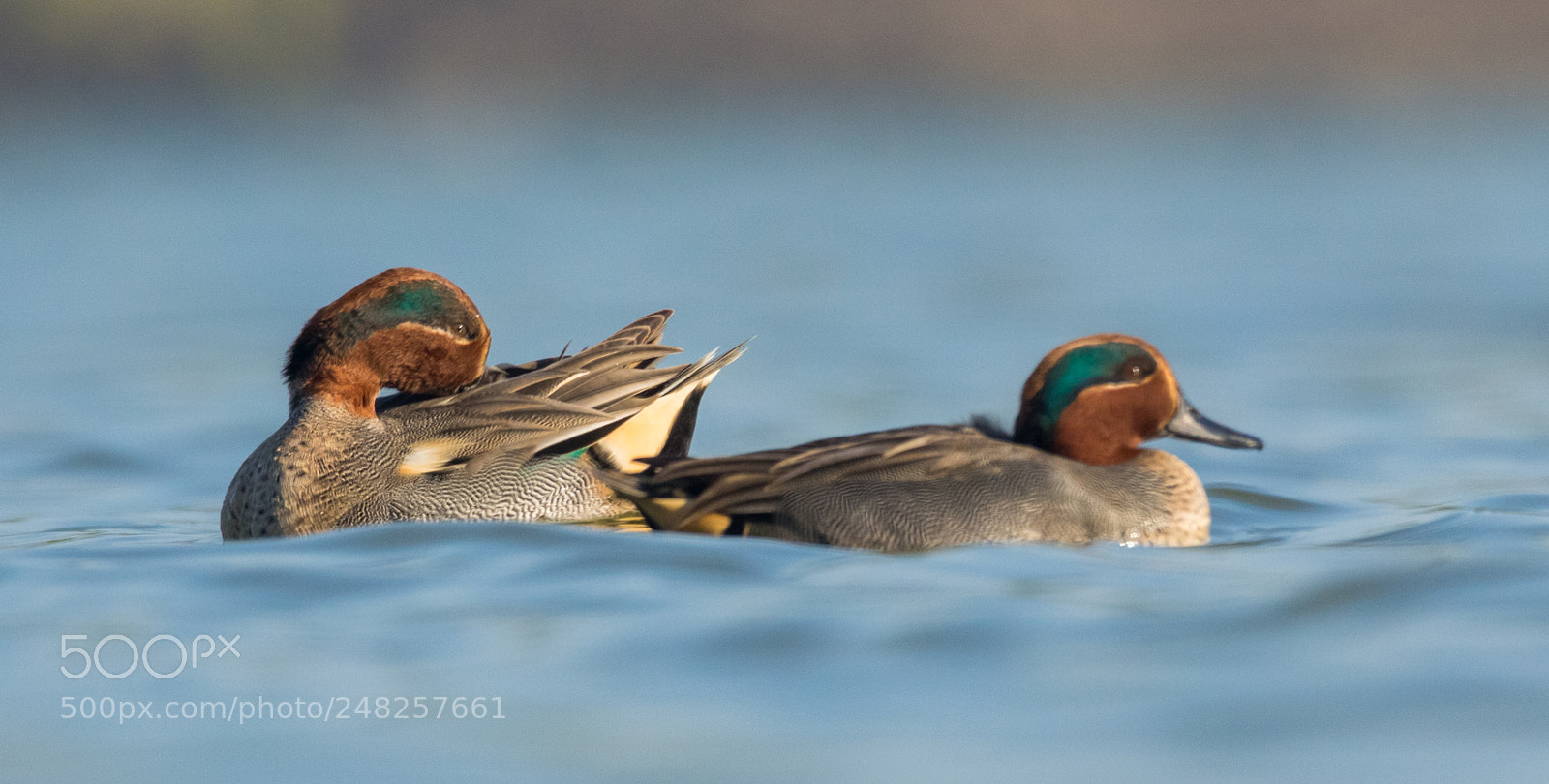 Canon EOS 700D (EOS Rebel T5i / EOS Kiss X7i) sample photo. Common teal photography