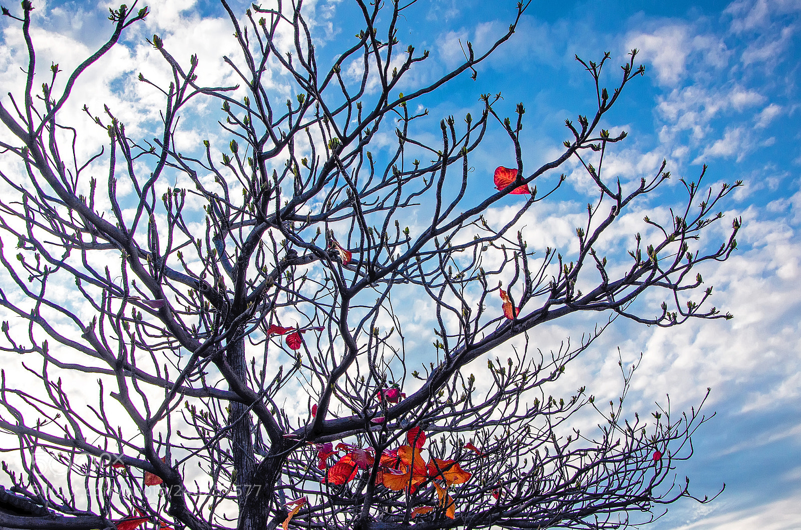 Nikon D5100 sample photo. Untitled photography