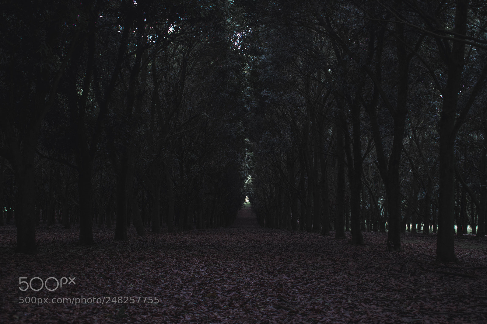 Nikon D5600 sample photo. Moody orchard photography