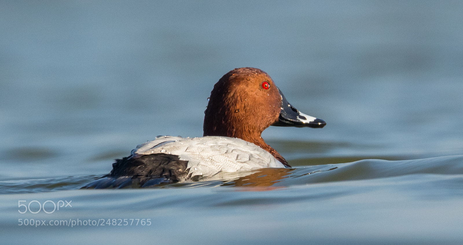 Canon EOS 700D (EOS Rebel T5i / EOS Kiss X7i) sample photo. Common pochard photography