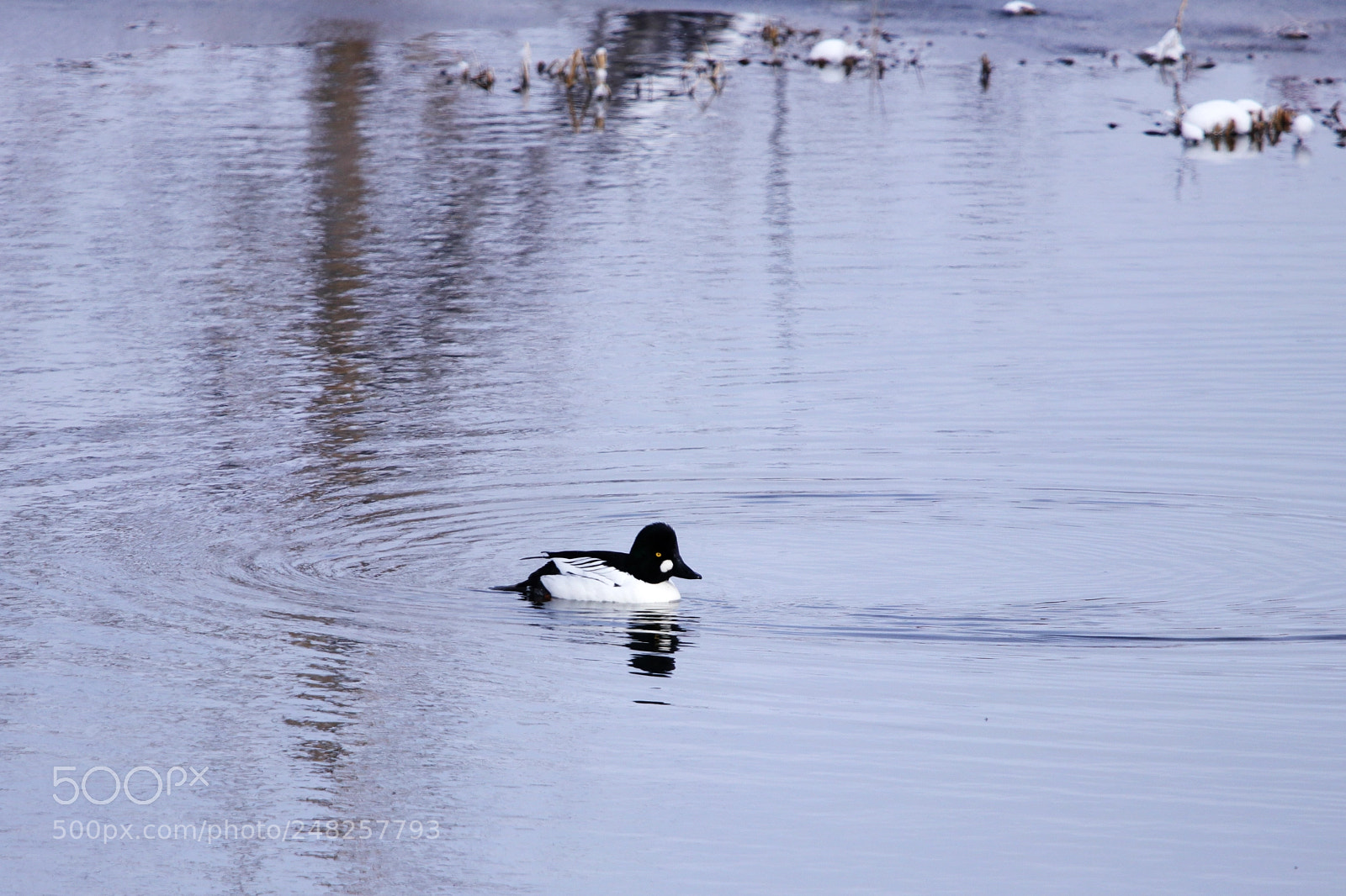 Canon EOS 80D sample photo. Common goldeneye photography