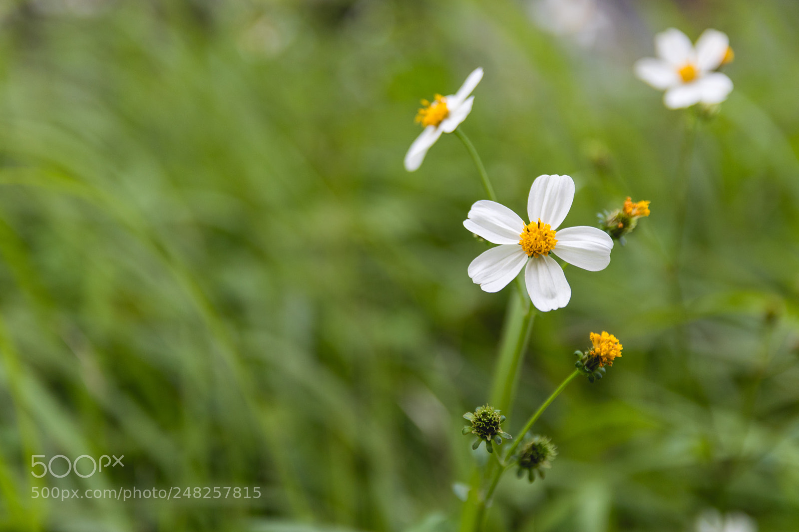 Canon EOS 80D sample photo. *** photography