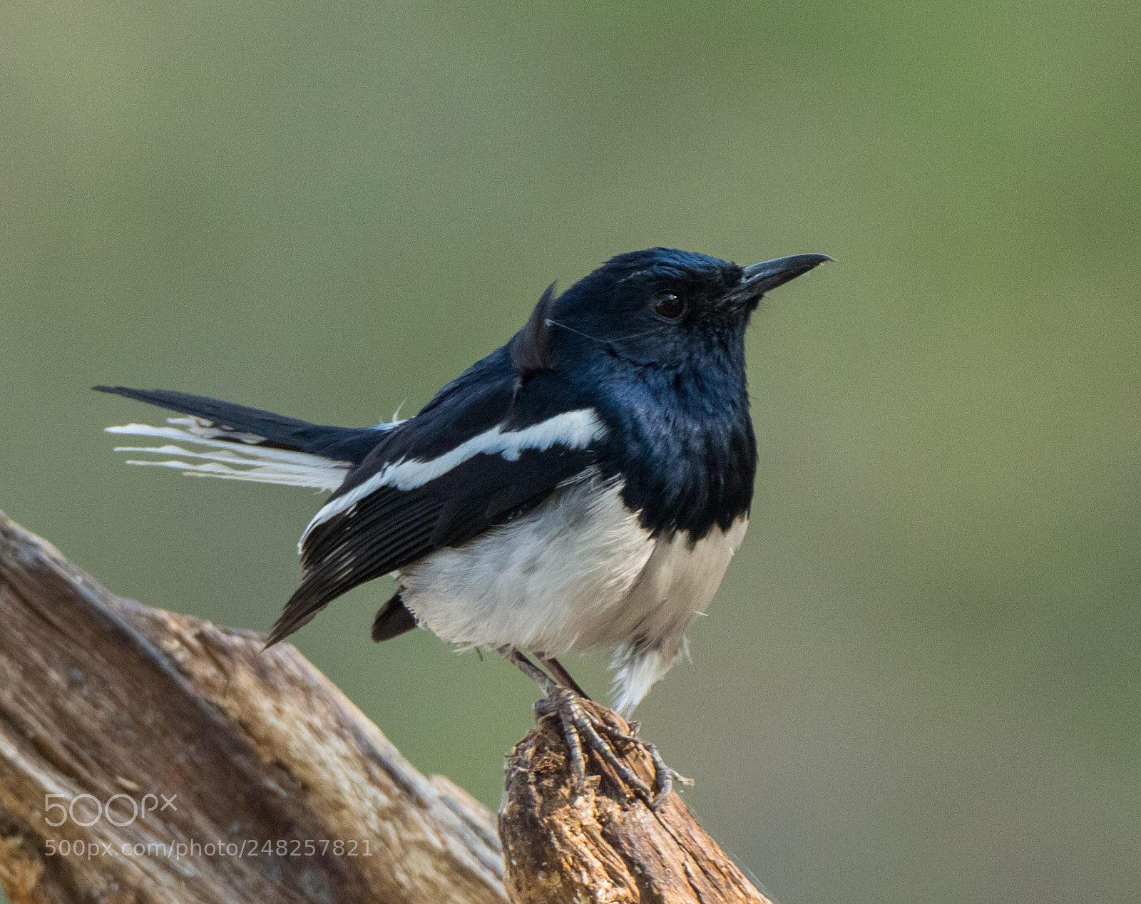 Canon EOS 700D (EOS Rebel T5i / EOS Kiss X7i) sample photo. Orientel magpie robin photography