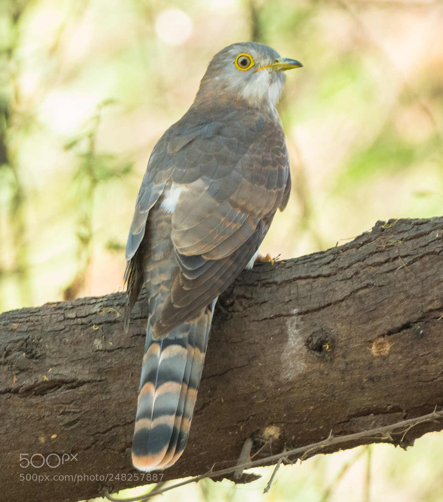 Canon EOS 700D (EOS Rebel T5i / EOS Kiss X7i) sample photo. Common hawk cuckoo photography
