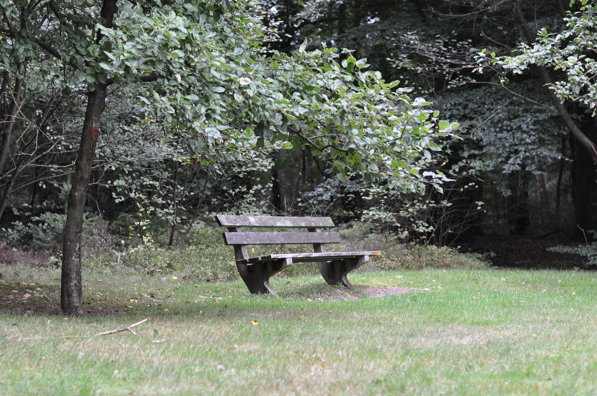 Nikon D90 + Nikon AF-S Nikkor 50mm F1.8G sample photo. Empty ...bench photography