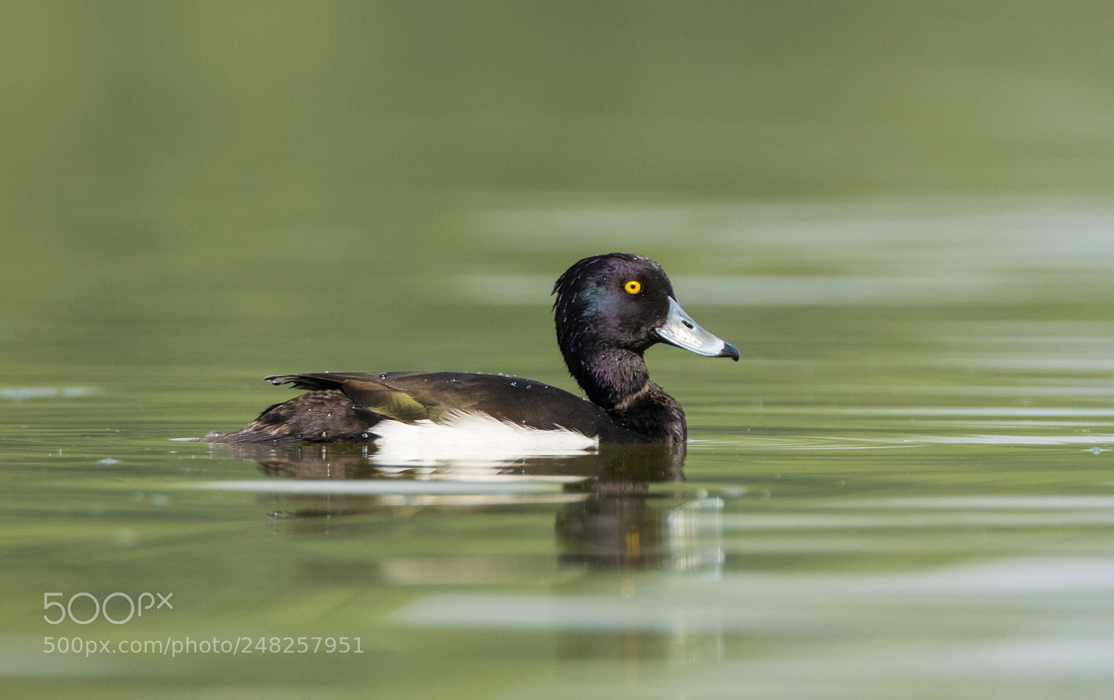 Canon EOS 700D (EOS Rebel T5i / EOS Kiss X7i) sample photo. Tufted duck photography