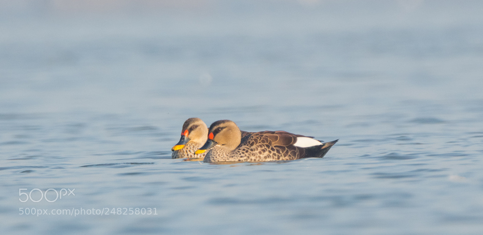 Canon EOS 700D (EOS Rebel T5i / EOS Kiss X7i) sample photo. Spot billed duck photography