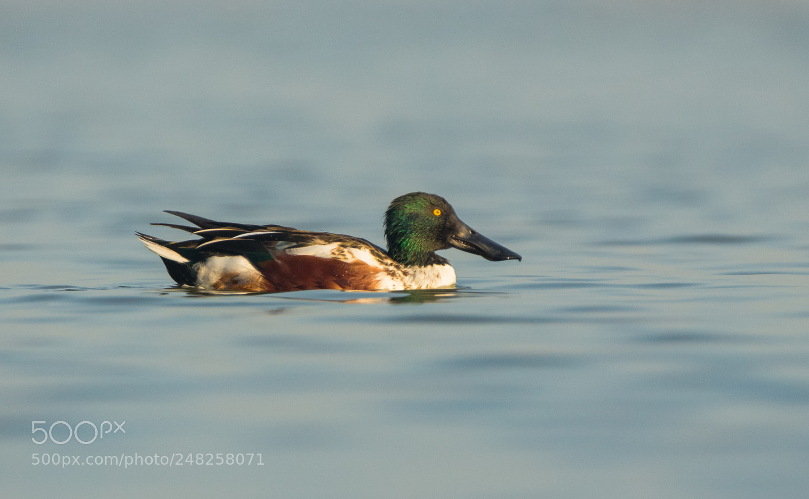 Canon EOS 700D (EOS Rebel T5i / EOS Kiss X7i) sample photo. Northen shoveler photography