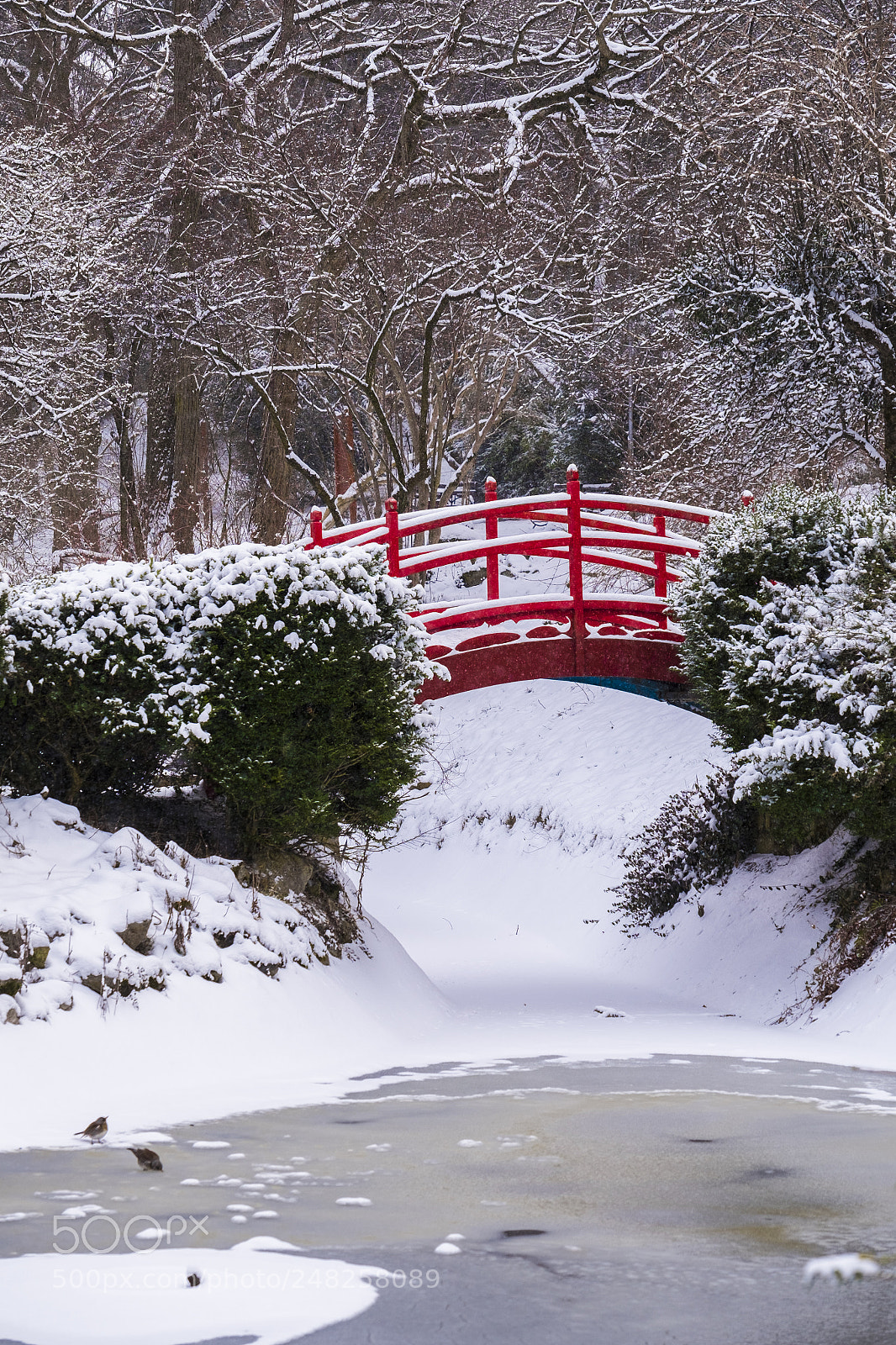 Fujifilm X-Pro1 sample photo. Japanese garden bridge photography