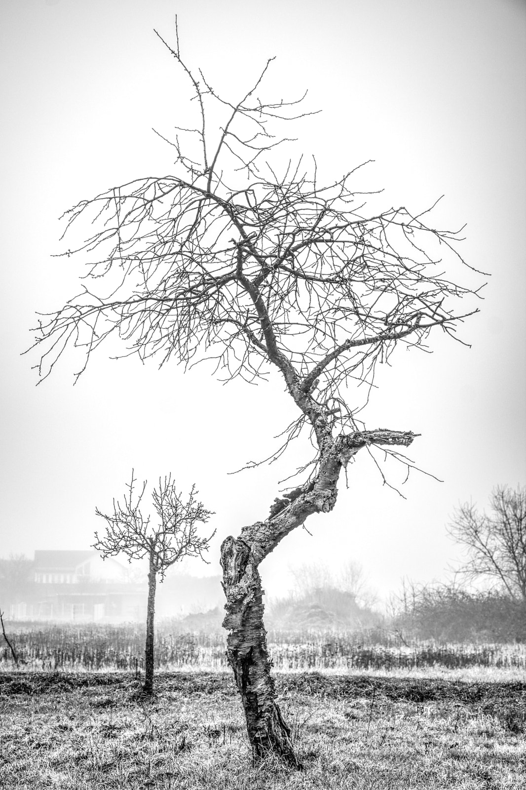 Nikon D7100 sample photo. Tree21 photography
