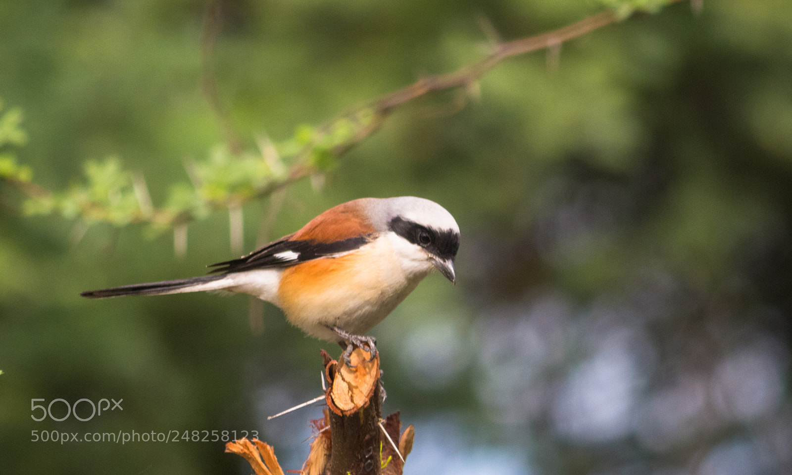 Canon EOS 700D (EOS Rebel T5i / EOS Kiss X7i) sample photo. Bay becked shrike photography
