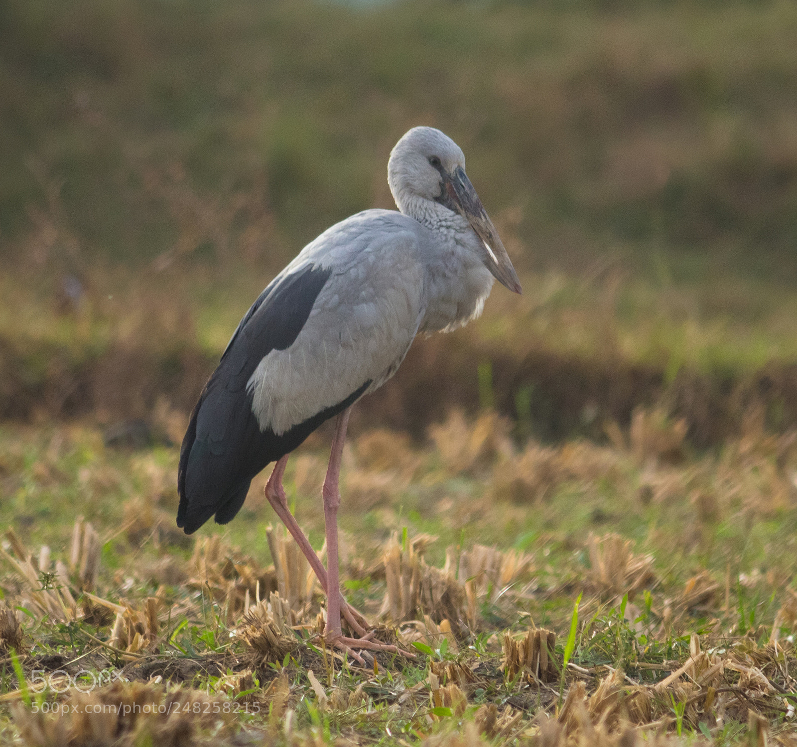 Canon EOS 700D (EOS Rebel T5i / EOS Kiss X7i) sample photo. Open billed stork photography