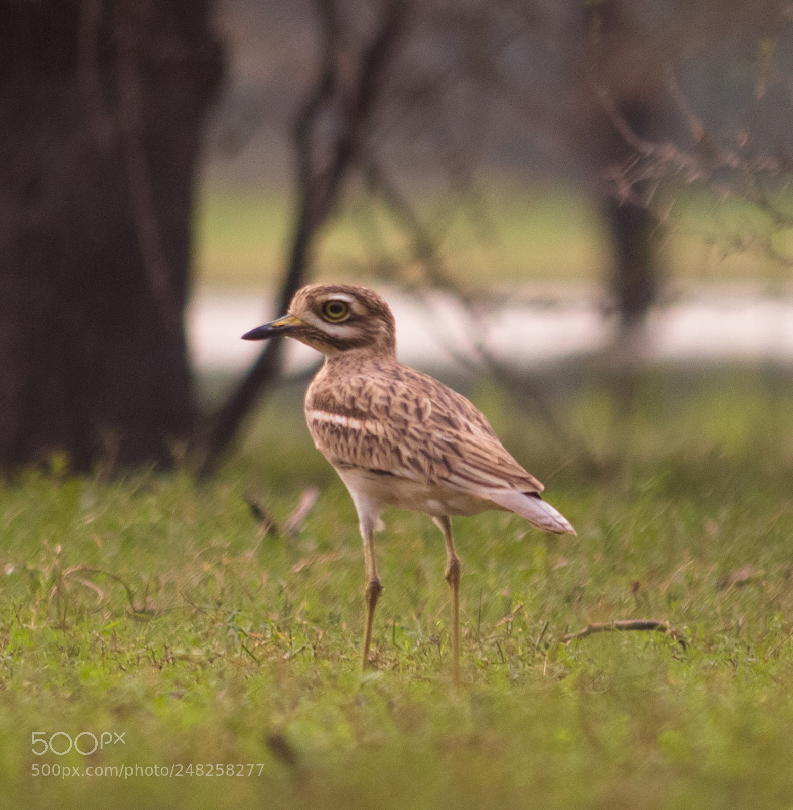 Canon EOS 700D (EOS Rebel T5i / EOS Kiss X7i) sample photo. Eurasian stone curlew photography